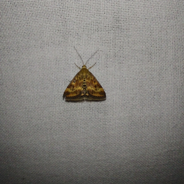 Pyrausta despicata - réti bíbormoly