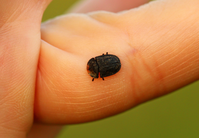 Cassida atrata - fekete pajzsbogár Cassida atrata - fekete pajzsbogár