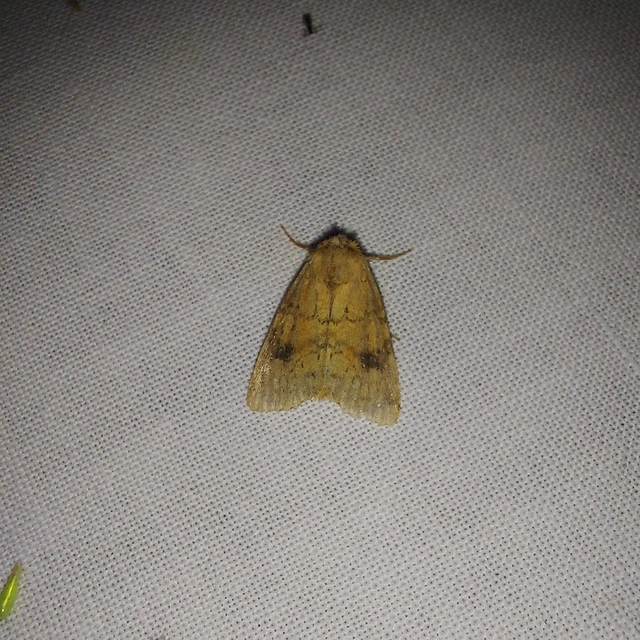 Atypha pulmonaris - tüdőfű-levélbagoly
