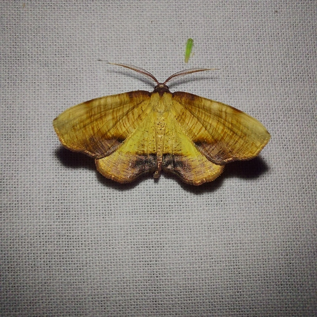 Plagodis dolabraria - baltaszárnyú araszoló