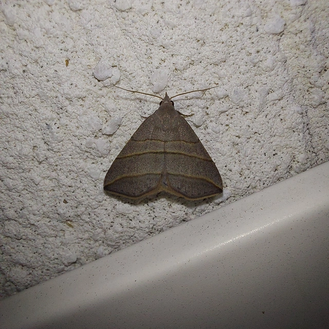 Colobochyla salicalis - háromsávos törpebagoly