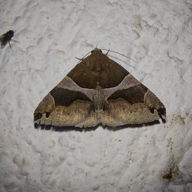 Dysgonia algira - déli porcelánbagoly