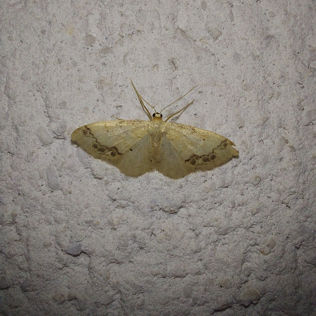 Idaea trigeminata - csúcsfoltos apróaraszoló