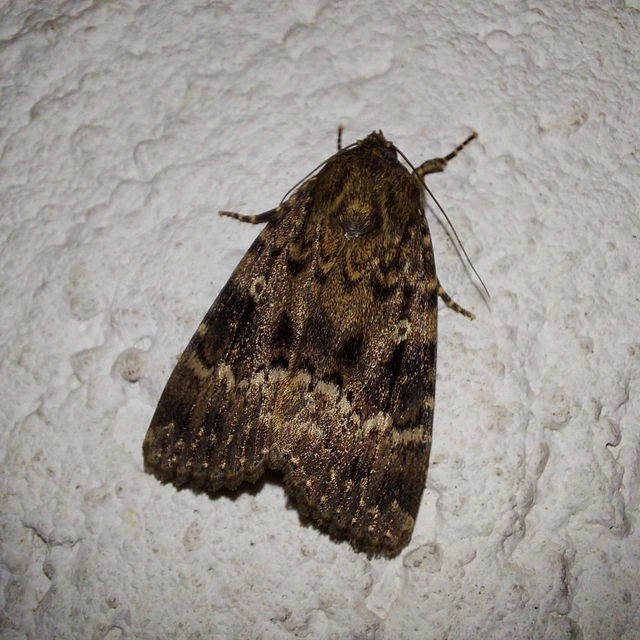 Amphipyra berbera/pyramidea