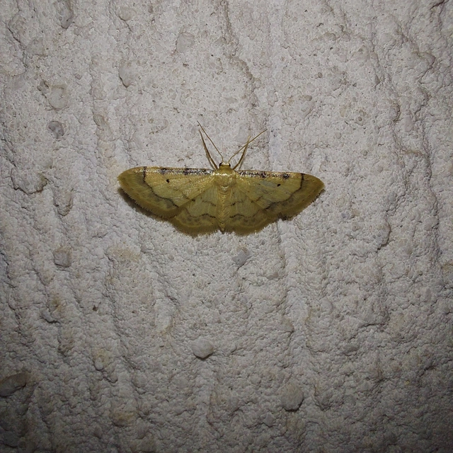 Idaea politaria - vonalas apróaraszoló