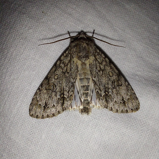 Acronicta aceris - vadgesztenye-szigonyosbagoly