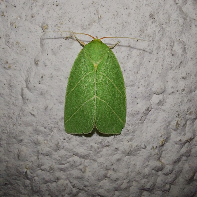 Bena bicolorana - tölgyfa-zöldbagoly