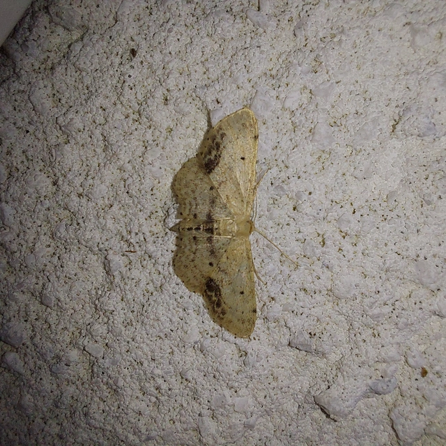 Idaea dimidiata - gyakori apróaraszoló