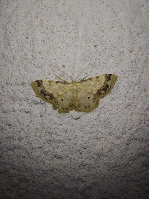Idaea trigeminata - csúcsfoltos apróaraszoló