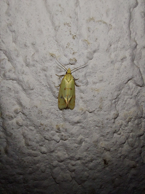 Agapeta hamana - közönséges sárgamoly