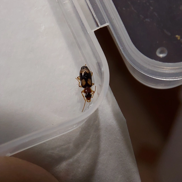 Dromius quadrimaculatus - négyfoltos kéregfutó