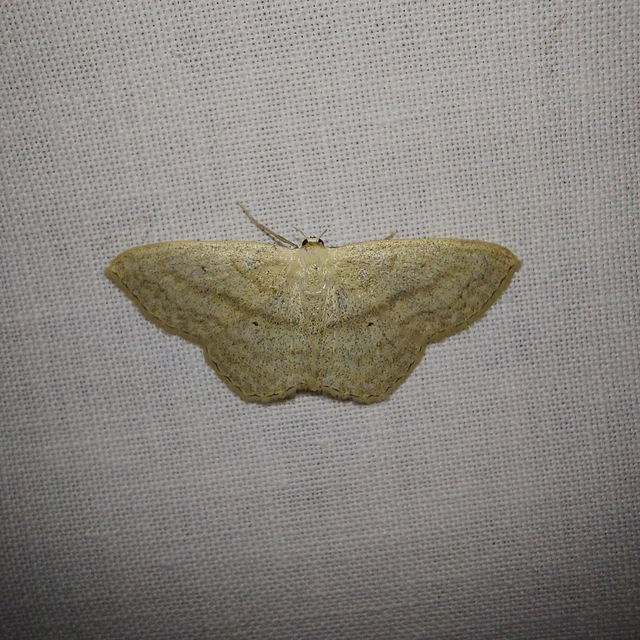 Scopula nigropunctata - feketepettyes araszoló