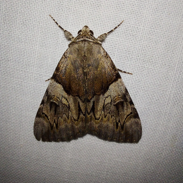 Catocala fulminea - galagonya-övesbagoly