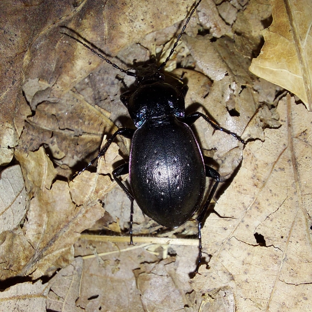 Carabus nemoralis - ligeti futrinka