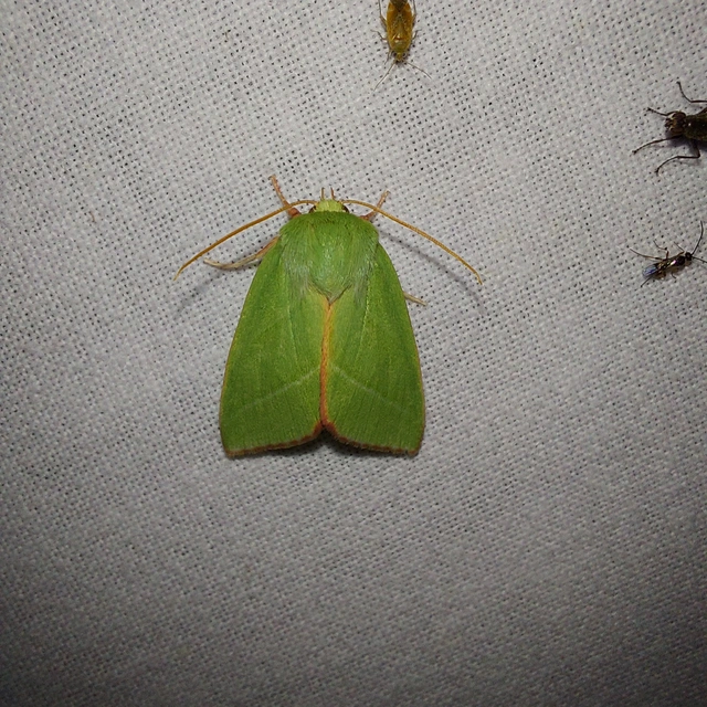 Pseudoips prasinana - bükkfa-zöldbagoly
