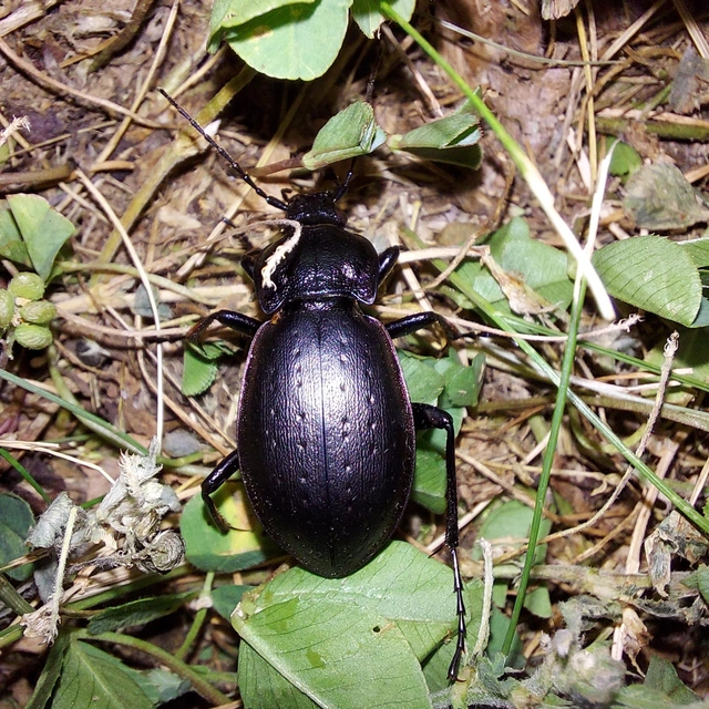 Carabus nemoralis - ligeti futrinka