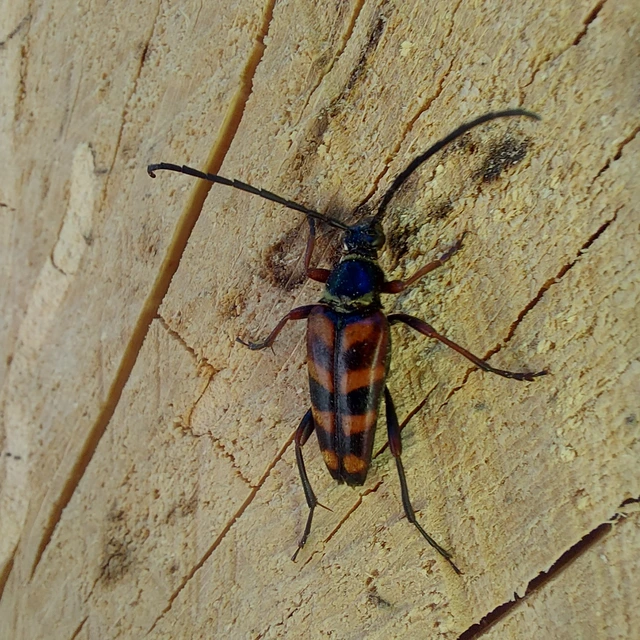 Leptura aurulenta - sárgaszőrű szalagoscincér
