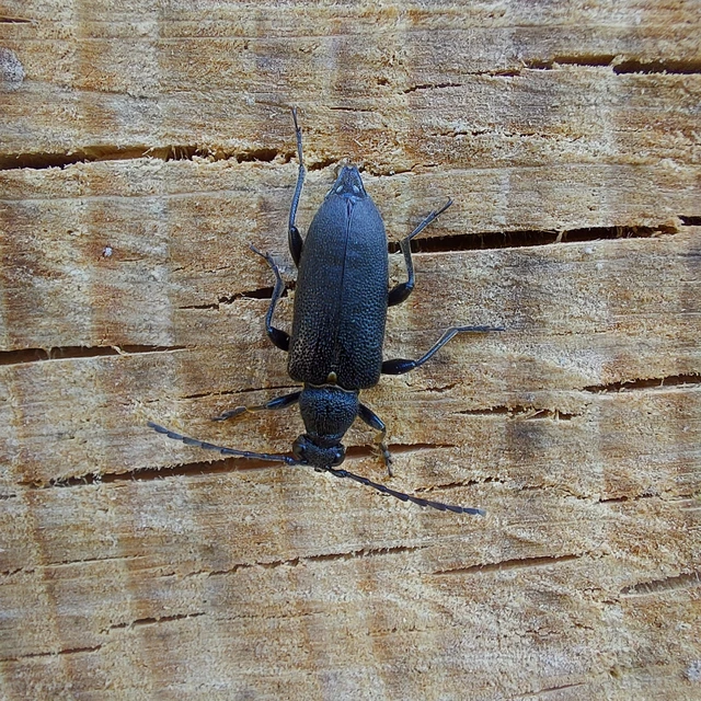 Stictoleptura scutellata - hegyi virágcincér