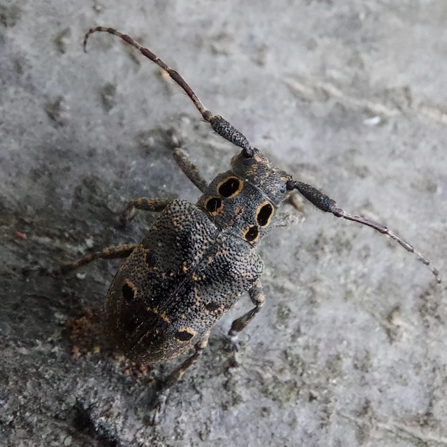 Mesosa curculionoides - szemfoltos cincér Mesosa curculionoides - szemfoltos cincér