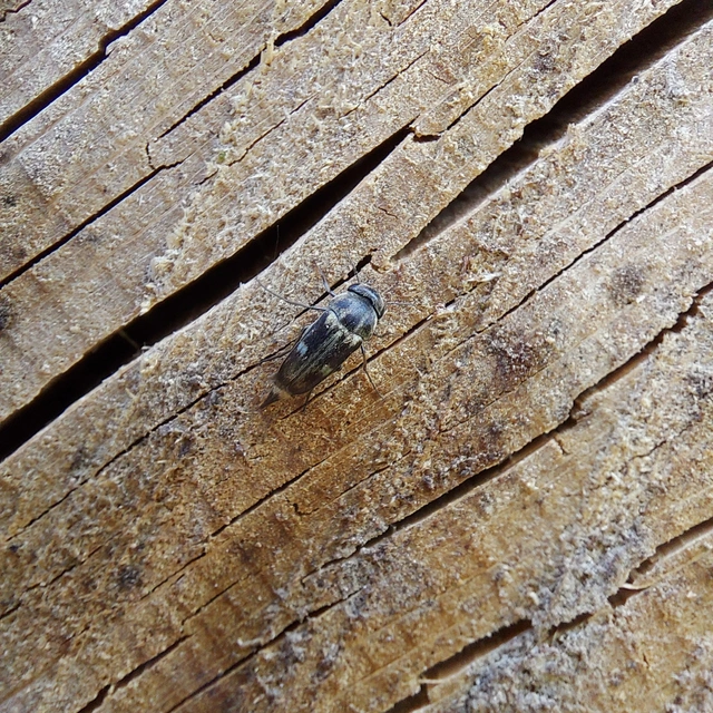 Tomoxia bucephala - kúptestű maróka
