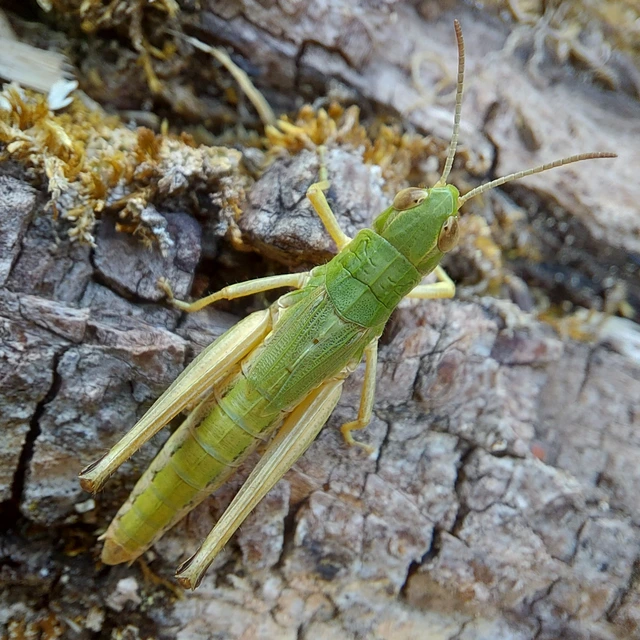 Pseudochorthippus parallelus - közönséges rétisáska