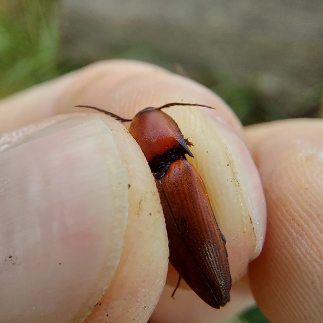 Elater ferrugineus - fűzfapattanó