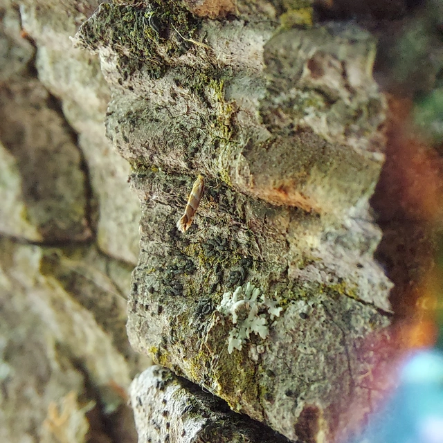 Cameraria ohridella - vadgesztenye-sátorosmoly
