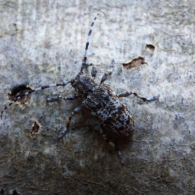 Aegomorphus clavipes - tarka cincér Aegomorphus clavipes - tarka cincér