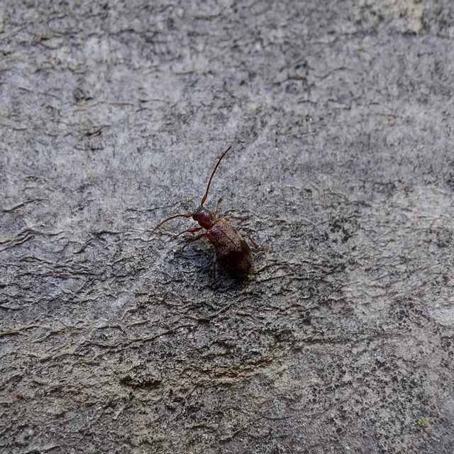 Exocentrus lusitanus - hársfa-rőzsecincér