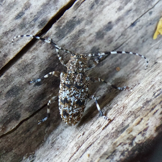 Aegomorphus clavipes - tarka cincér Aegomorphus clavipes - tarka cincér
