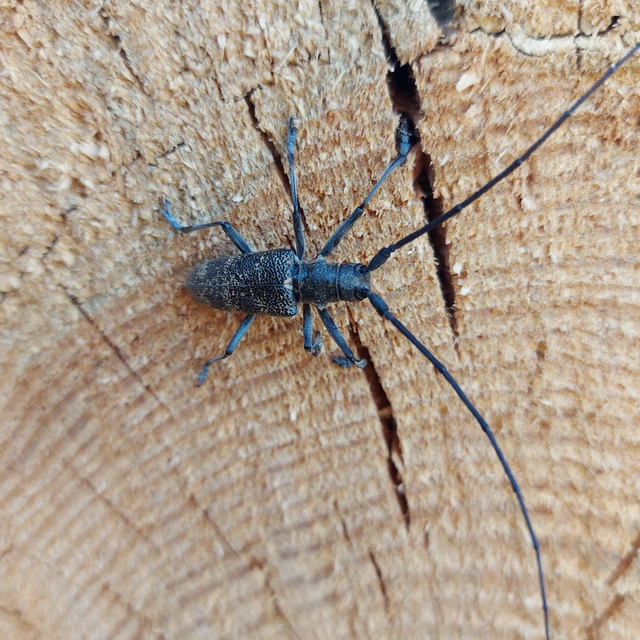 Monochamus galloprovincialis pistor - foltos fenyvescincér