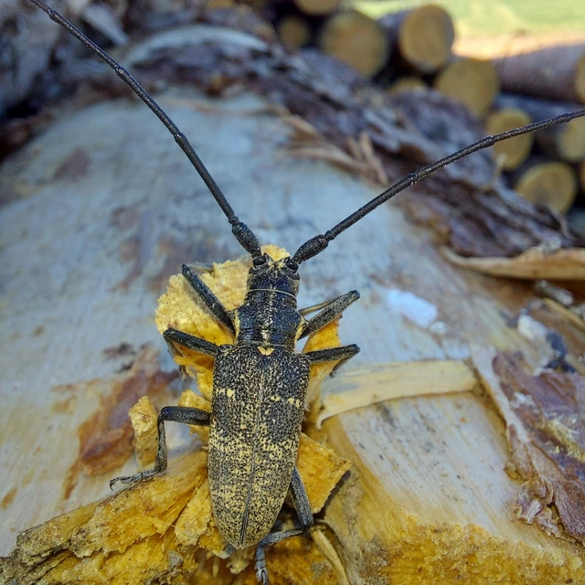 Monochamus galloprovincialis pistor - foltos fenyvescincér