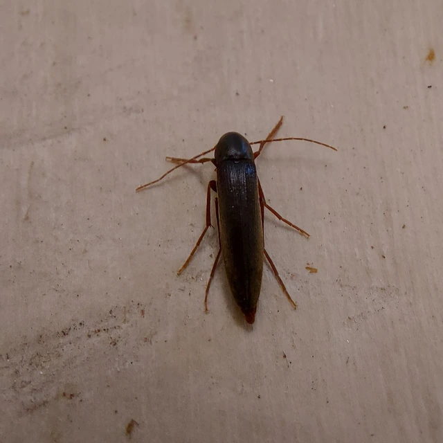 Serropalpus barbatus - farontó komorka