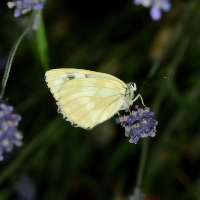Melanargia galathea - sakktáblalepke