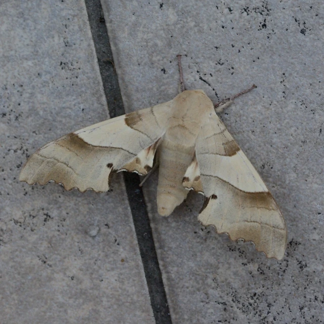 Marumba quercus - tölgyfaszender