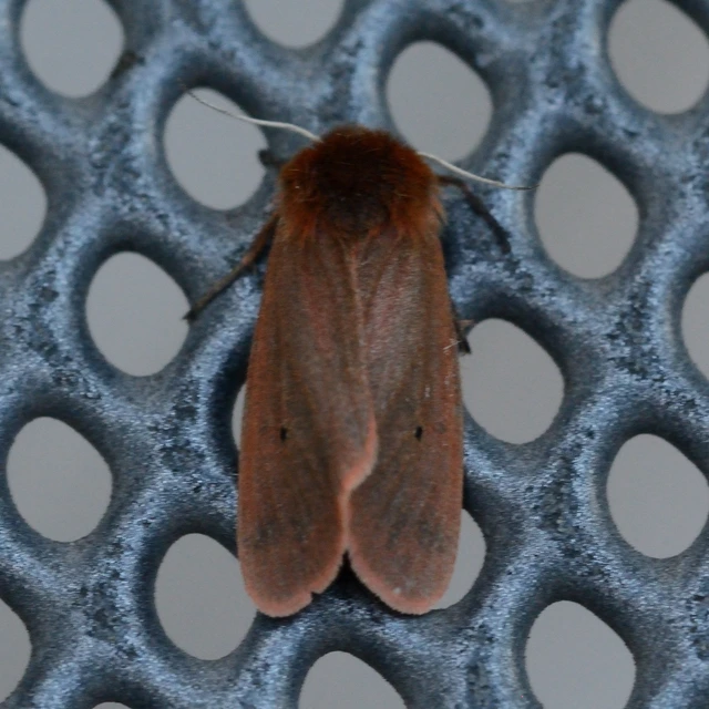 Phragmatobia fuliginosa - füstös medvelepke