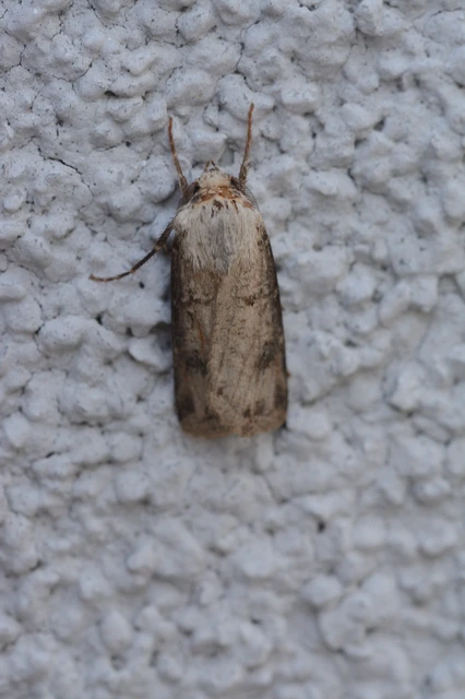 Agrotis clavis - zömök földibagoly
