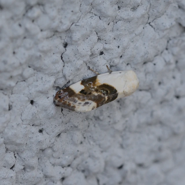 Acontia lucida - fehér nappalibagoly