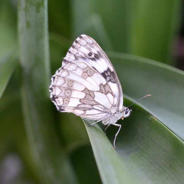 Melanargia galathea - sakktáblalepke
