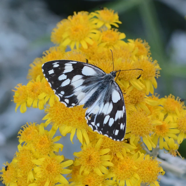 Melanargia galathea - sakktáblalepke