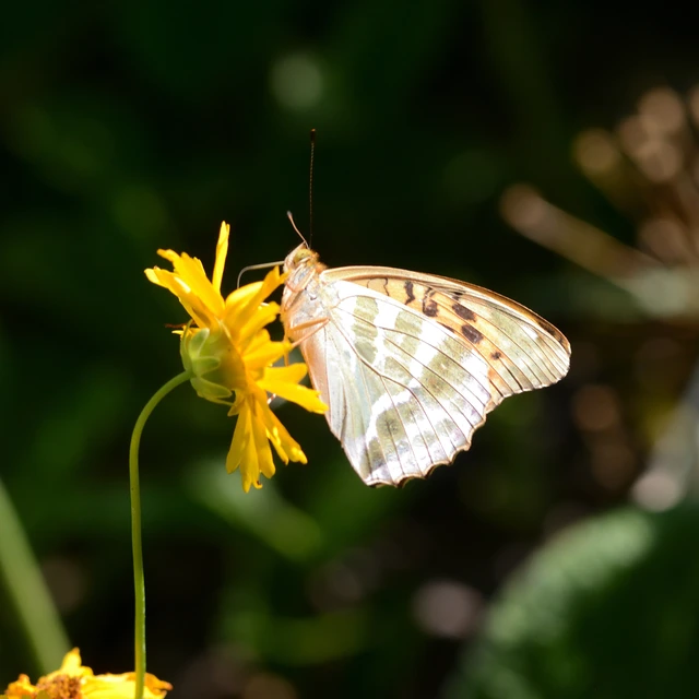Argynnis paphia - nagy gyöngyházlepke