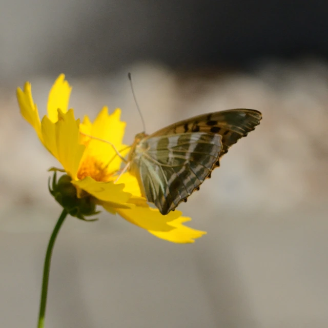 Argynnis paphia - nagy gyöngyházlepke