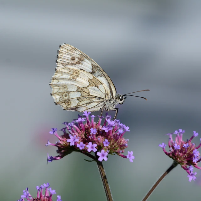 Melanargia galathea - sakktáblalepke
