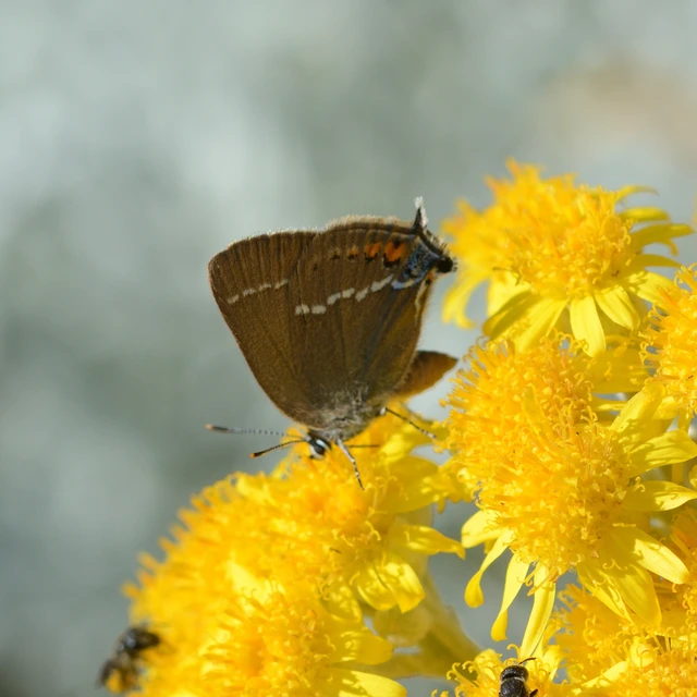Satyrium spini - kökény-csücsköslepke