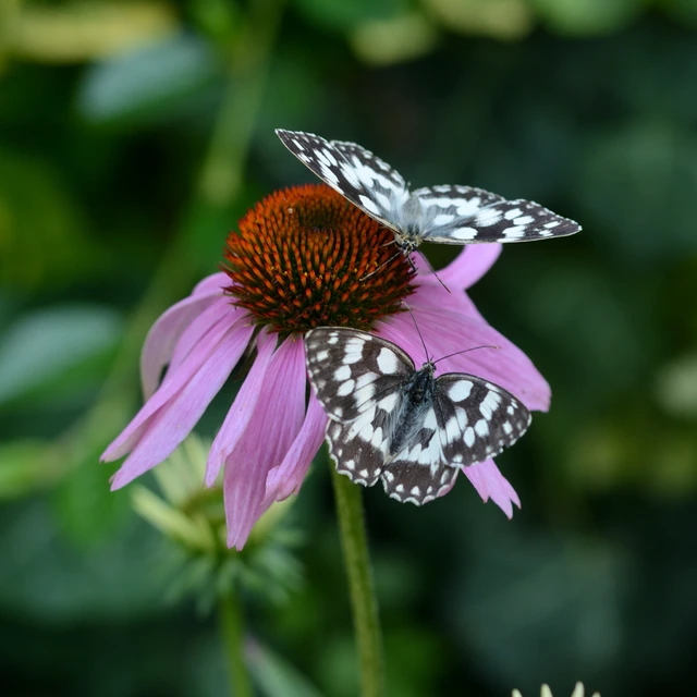Melanargia galathea - sakktáblalepke