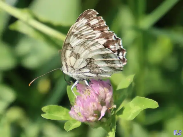 Melanargia galathea - sakktáblalepke