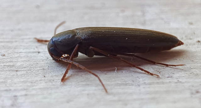 Serropalpus barbatus - farontó komorka