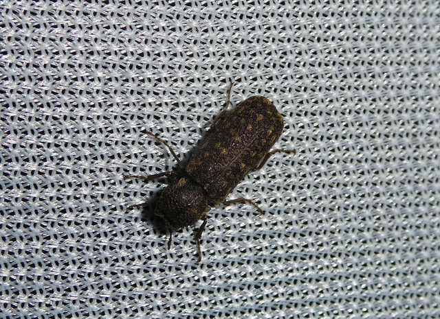 Lichenophanes varius - tarka csuklyásszú