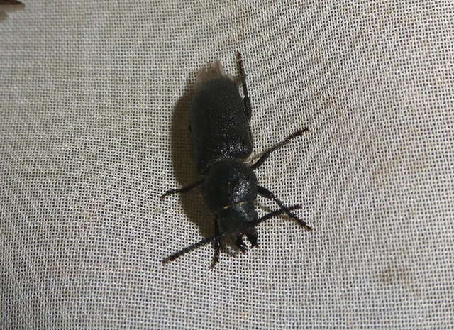 Spondylis buprestoides - erdei félcincér