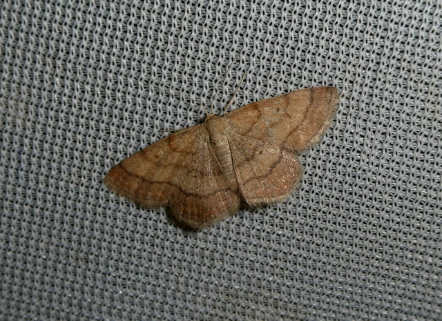 Scopula rubiginata - réti pirosaraszoló